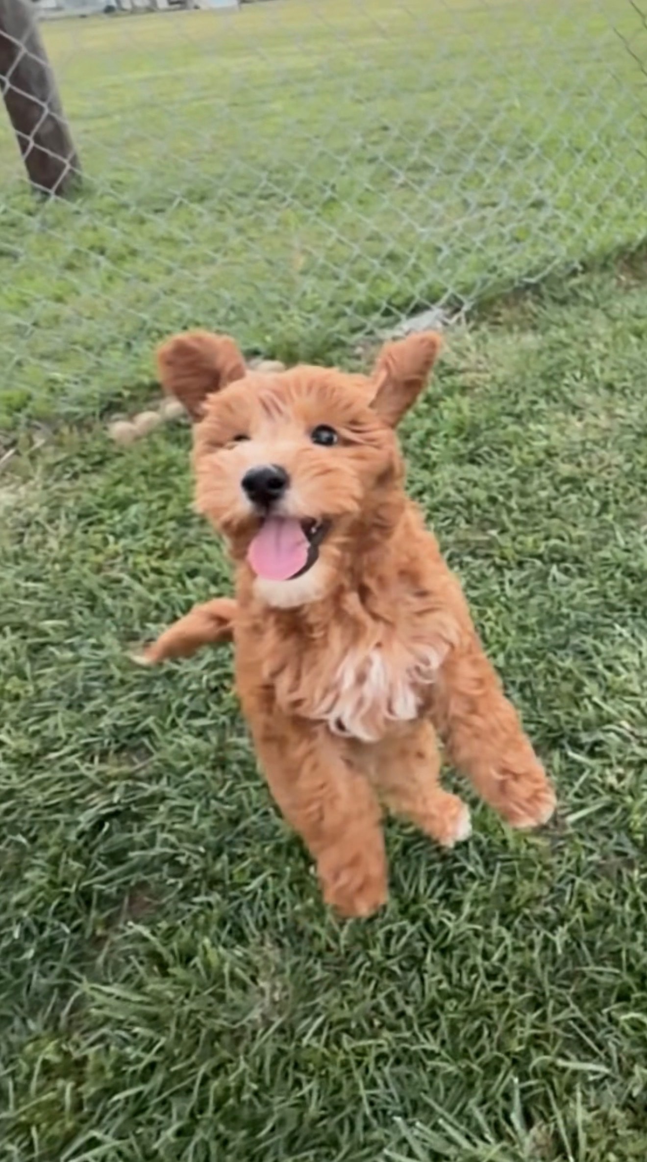 Dog playing with family in park
