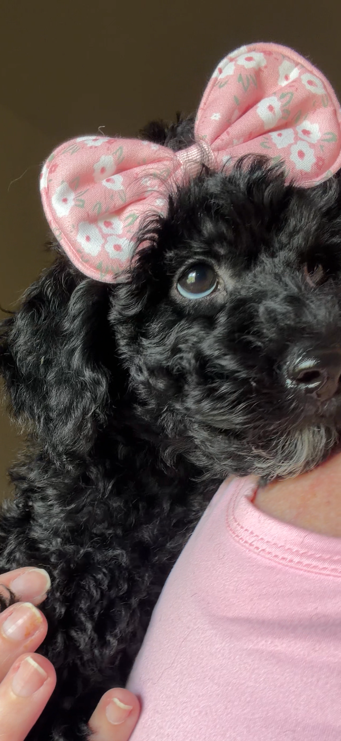 Puppy first day in new home