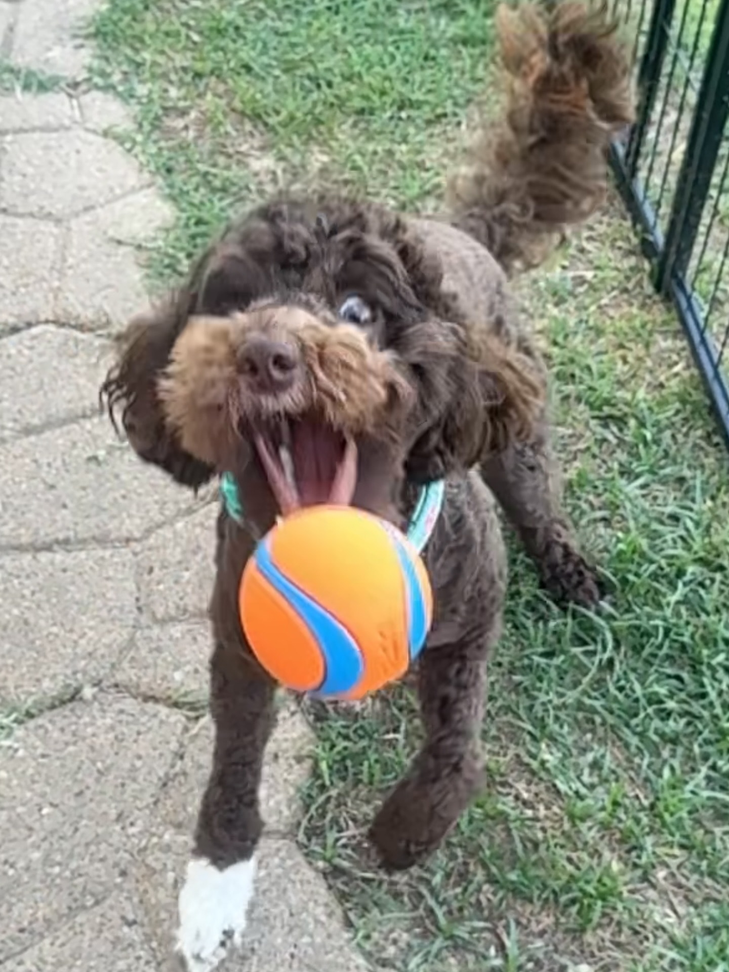 Mini goldendoodle portrait