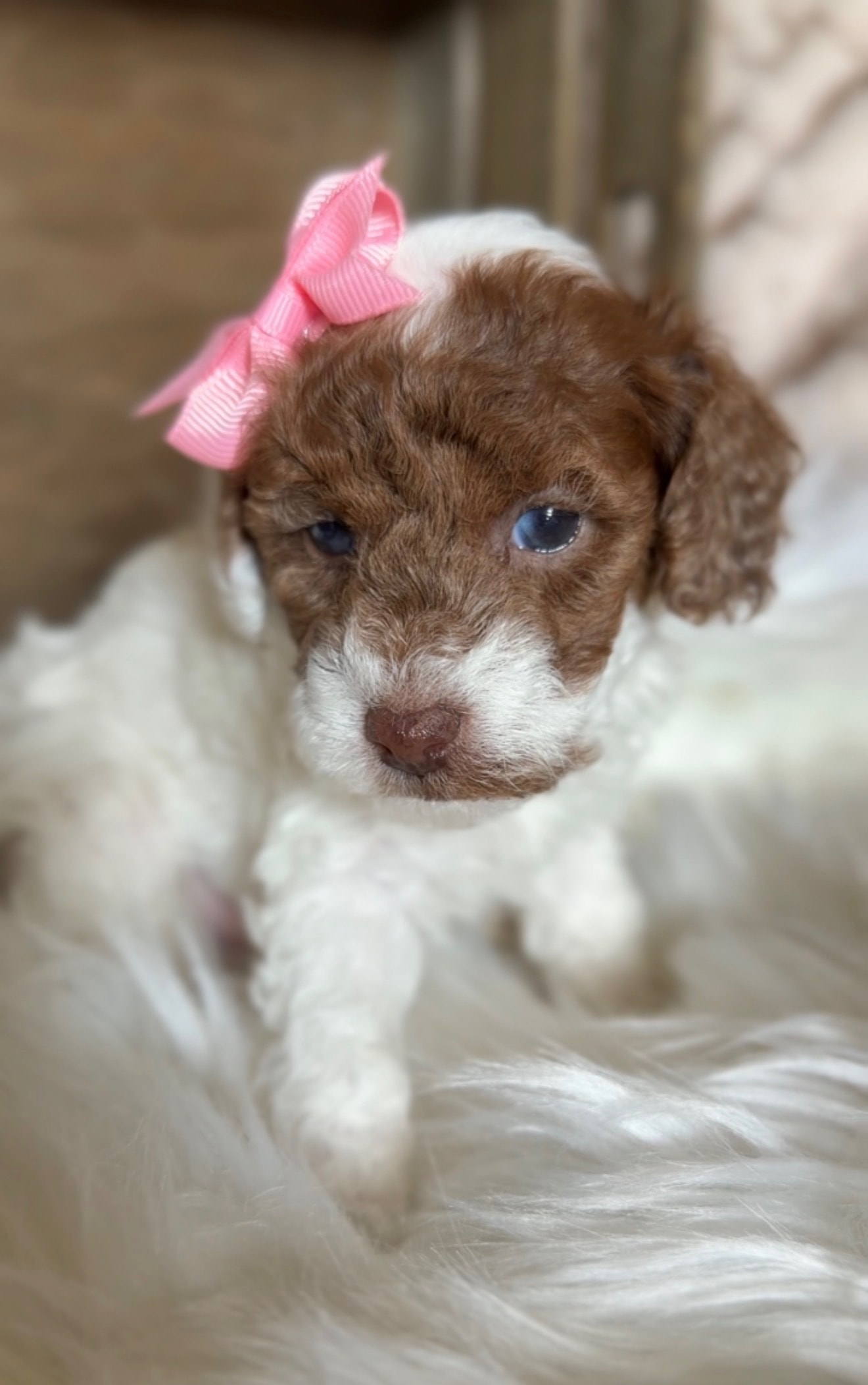 Nova